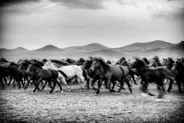 istock wild horses running in the plain 1210726051