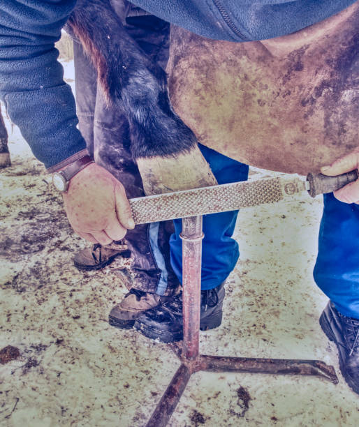 istock Blacksmith or equine farrier fits a horse shoe 1210726168