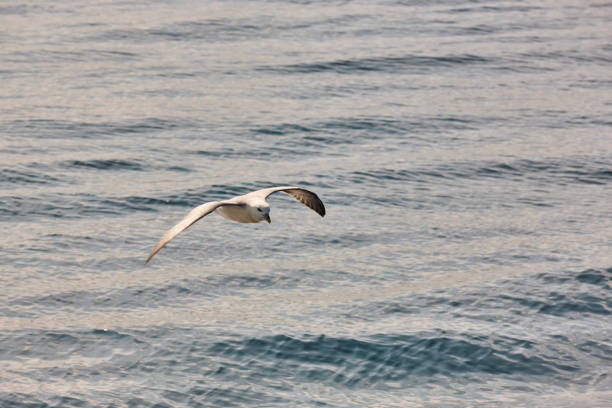 istock Fulmar bird flying over the atlantic ocean. Faroe islands, Denmark 1210726480
