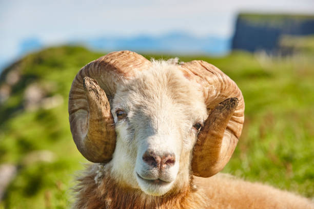 istock Head sheep lamb grazing under blue sky Faroe islands 1210726816