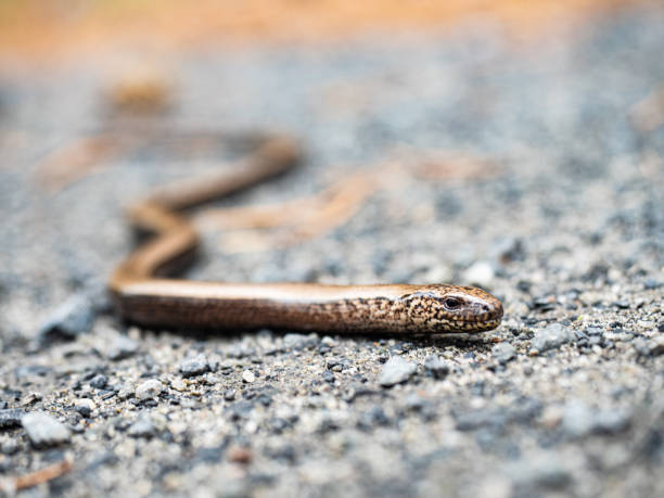 istock Head of a Slowworm Anguis fragilis 1210727330
