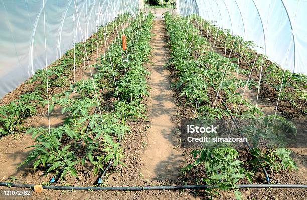 Serra - Fotografie stock e altre immagini di Agricoltura - Agricoltura, Ambientazione esterna, Annaffiare