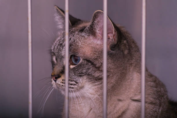 istock cat in cage at the veterinary clinic 1210729048