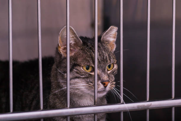 istock cat in cage at the veterinary clinic 1210729108