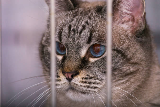 istock cat in cage at the veterinary clinic 1210729312