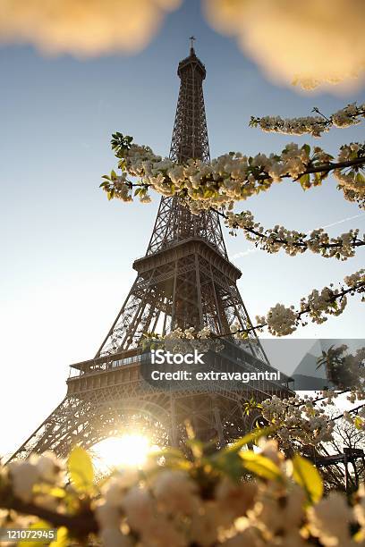 Eiffel Tower With Blossomed Tree Stock Photo - Download Image Now - Architecture, Blossom, Building Exterior