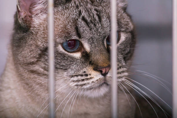 istock cat in cage at the veterinary clinic 1210729497