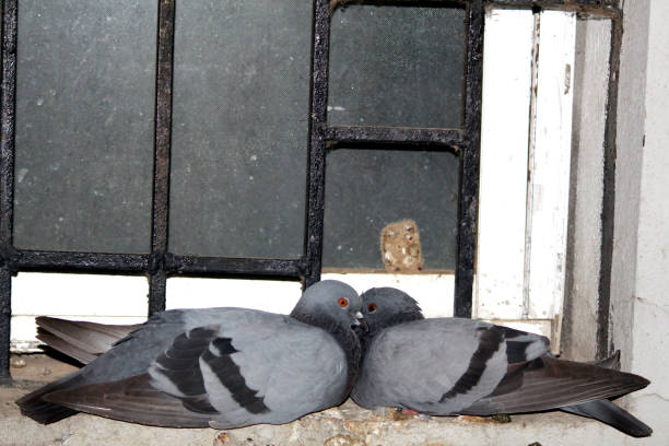 istock two pigeon bird couple 1210730130