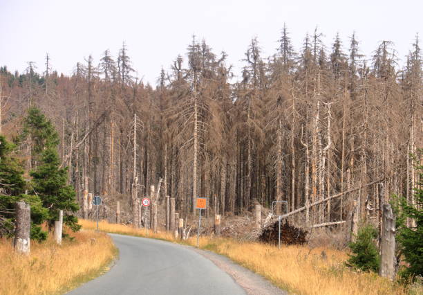 istock Catastrophic forest dying in the Harz mountains in Germany 1210730707