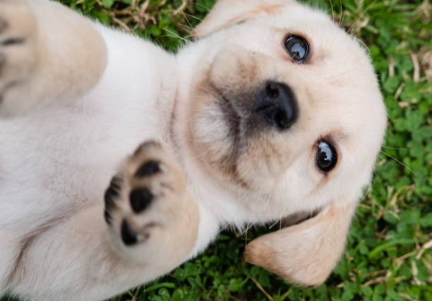 istock Puppy Labrador Laying on Grass 1210731390