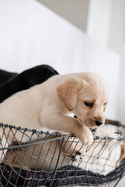 istock Group of Puppy Labradors 1210731424