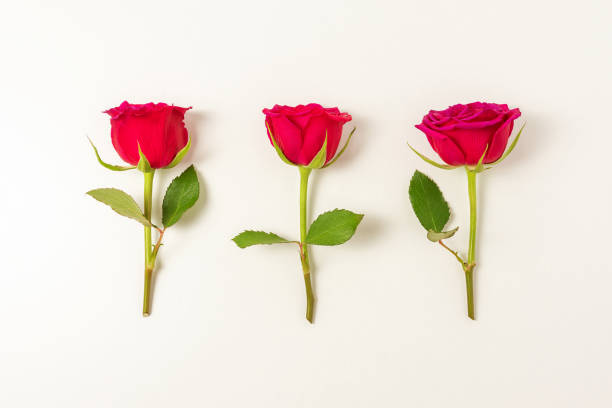 istock Creative composition of red rose flowers on white background. Minimal nature background. Spring flower concept. 1210732719