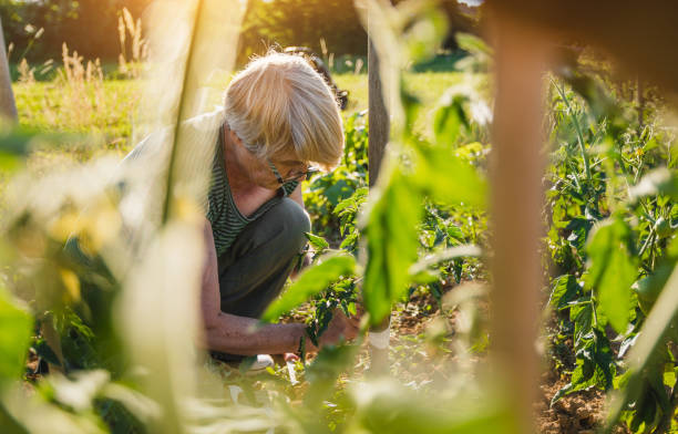 istock Senior Woman working in a vegetable garden 1210734450
