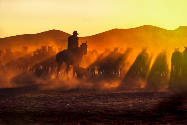 istock Wild horses living in nature 1210734682