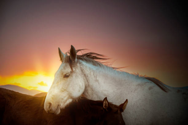 istock wild horses running in the plain 1210734959