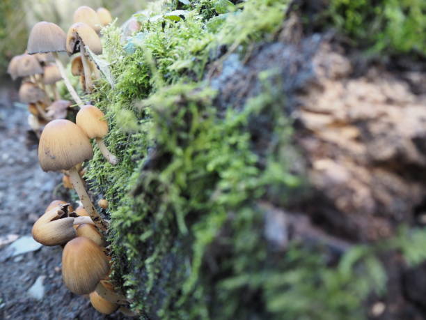 istock Fungus, Wild Mushrooms and Moss 1210734976