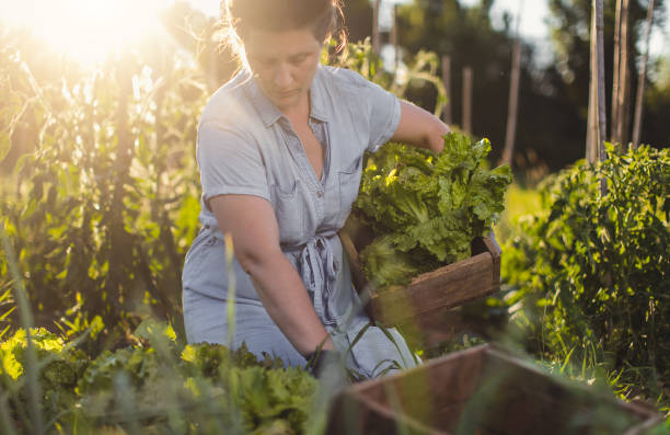 istock Woman working in a vegetable garden 1210736813