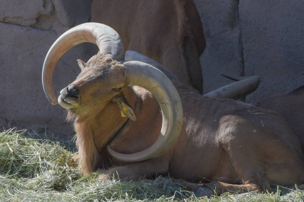 istock A Barbary Sheep sitting proudly showing off its impressive horns (Ammotragus lervia). 1210738058