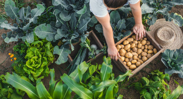 mujer trabajando en un huerto - farmer salad fotografías e imágenes de stock