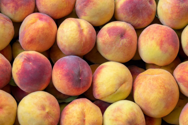 istock photo of peaches lined up with row 1210738268