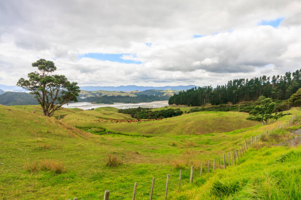 istock Scenery of the Coromandel Peninsular 1210738461