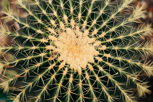 istock Close up of a cactus macro shot, classic blue 1210739508