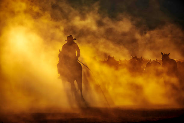 istock Wild horses living in nature 1210739564