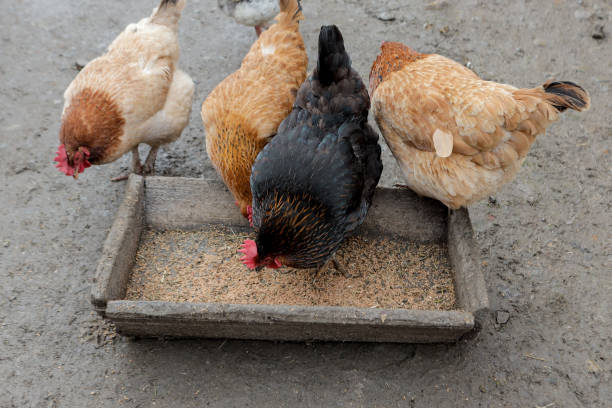 istock A group of free range chickens eating outside on a farm 1210739784