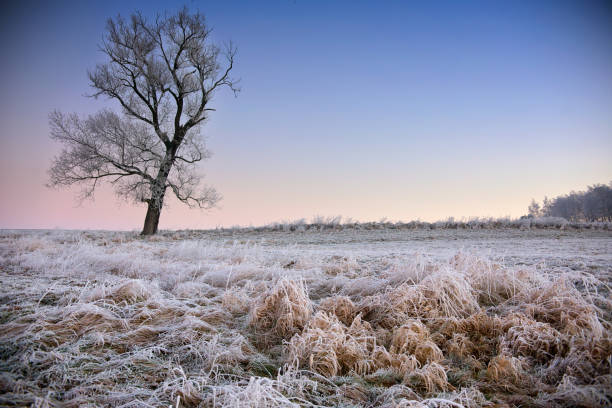 istock winter trees with frost, very cold day 1210739943