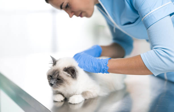 istock Professional vet examining a beautiful cat 1210740026
