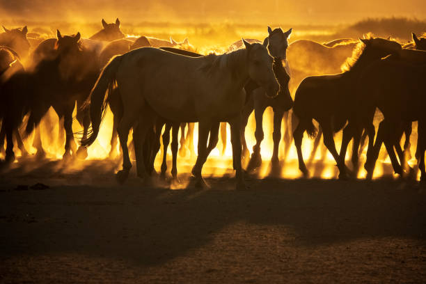 istock Wild horses living in nature 1210740182