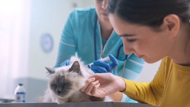 istock Professional vet giving an injection to a pet 1210740252