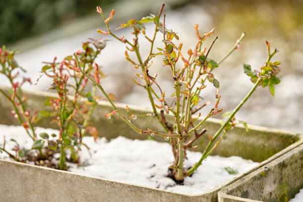 Plant shoots growing on a rose in snow stock photo