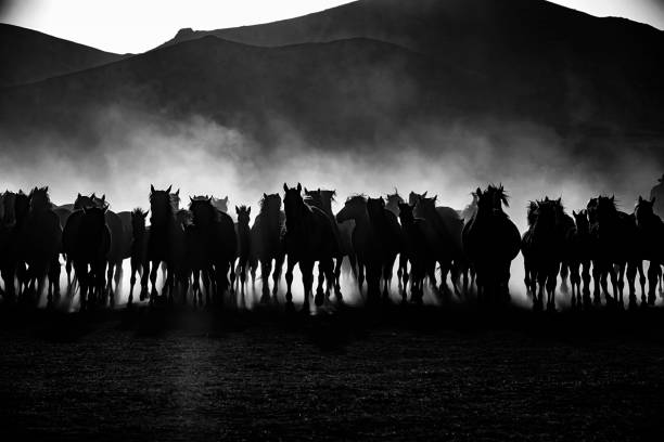 istock Wild horses living in nature 1210741202