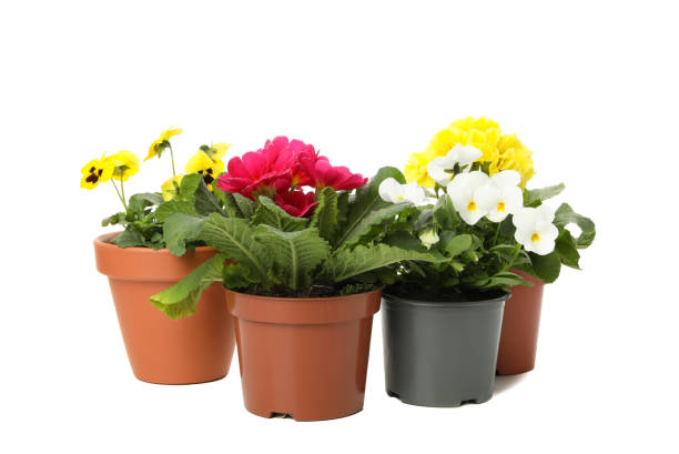 istock Primroses and pansies in pots isolated on white background 1210741400
