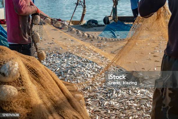 Fishermen Extracting Fish From A Fishing Net Stock Photo - Download Image  Now - Adult, Animals Hunting, Catching - iStock