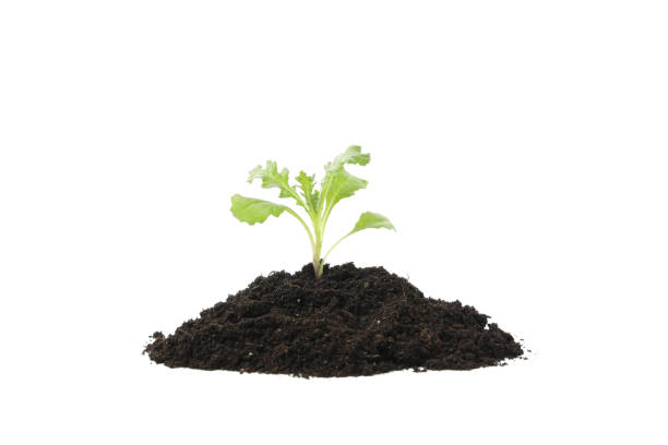 istock Fertile soil with green sprout isolated on white background 1210741584