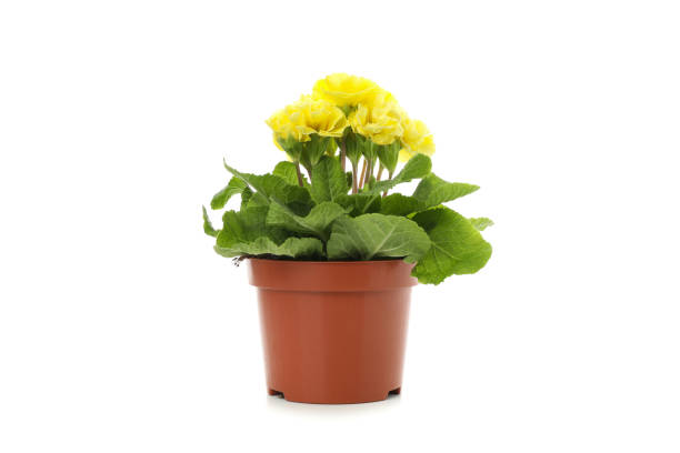 istock Yellow primrose in flower pot isolated on white background 1210741681