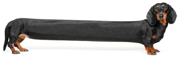 dachshund - perro tejonero fotografías e imágenes de stock