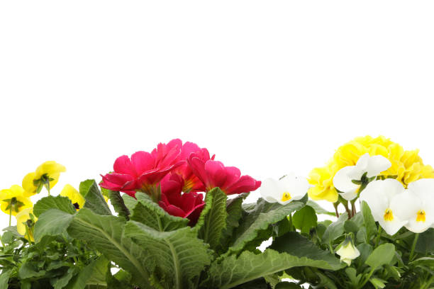 istock Primroses and pansies isolated on white background, close up 1210742258