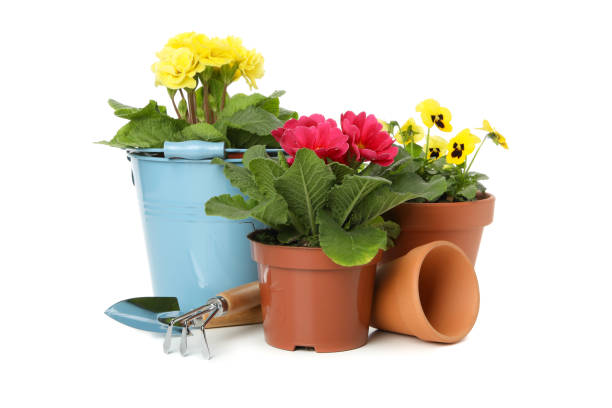 istock Flowers and gardening tools isolated on white background 1210742660