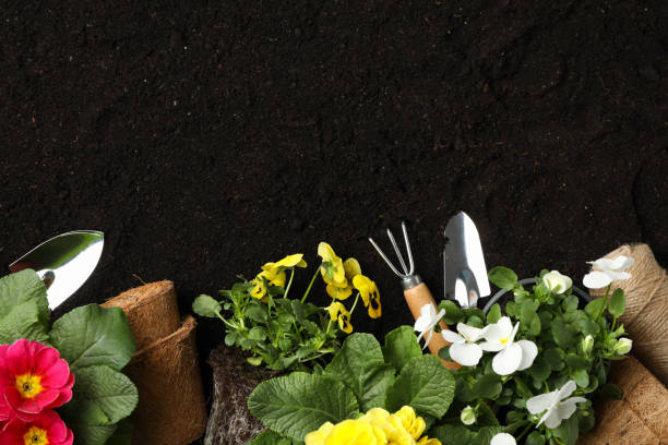 istock Flowers and gardening tools on soil background, space for text 1210742970