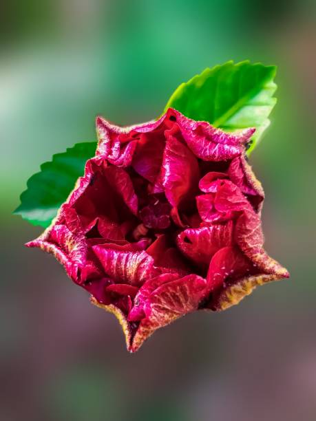 istock RED MAROON FLOWER CLOSEUP ISOLATED ON BLUR BACKGROUND 1210743026