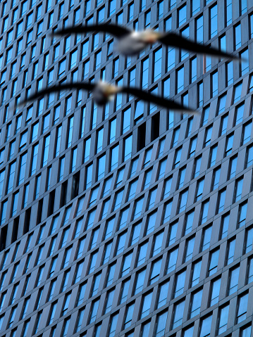 Close up modern architecture, building exterior and flying seagulls in Manhattan, New York