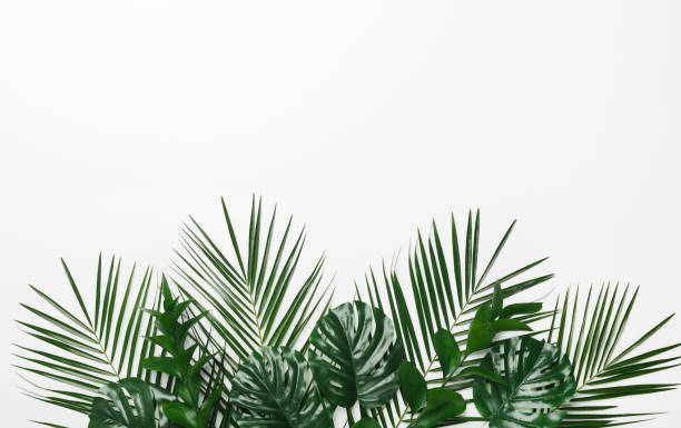istock Tropical palm and monstera leaves on white background 1210746165