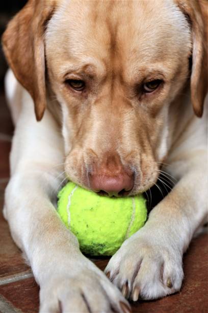 istock portrait of dog 1210748443