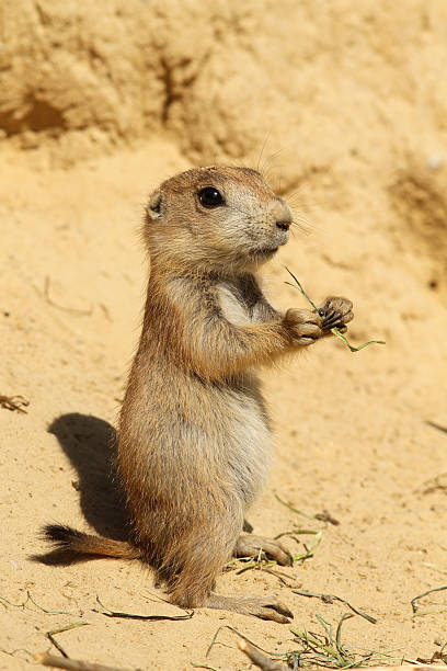 istock Baby prairie dog standing upright 121074915