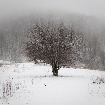 A barren tree  in snow