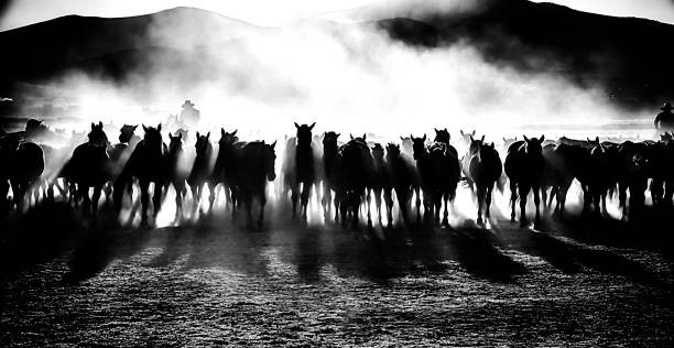 istock Wild horses living in nature 1210749926