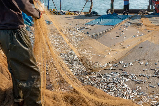 istock fishermen extracting fish from a fishing net 1210750166